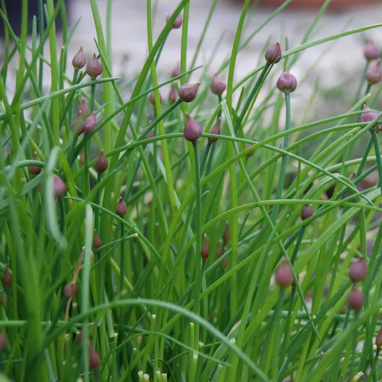 Ciboulette