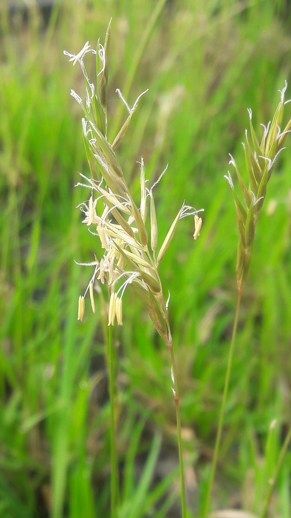 Flouve odorante