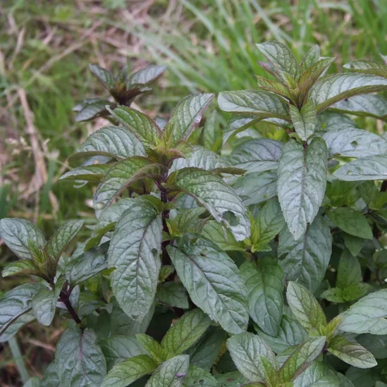 Menthe chocolat