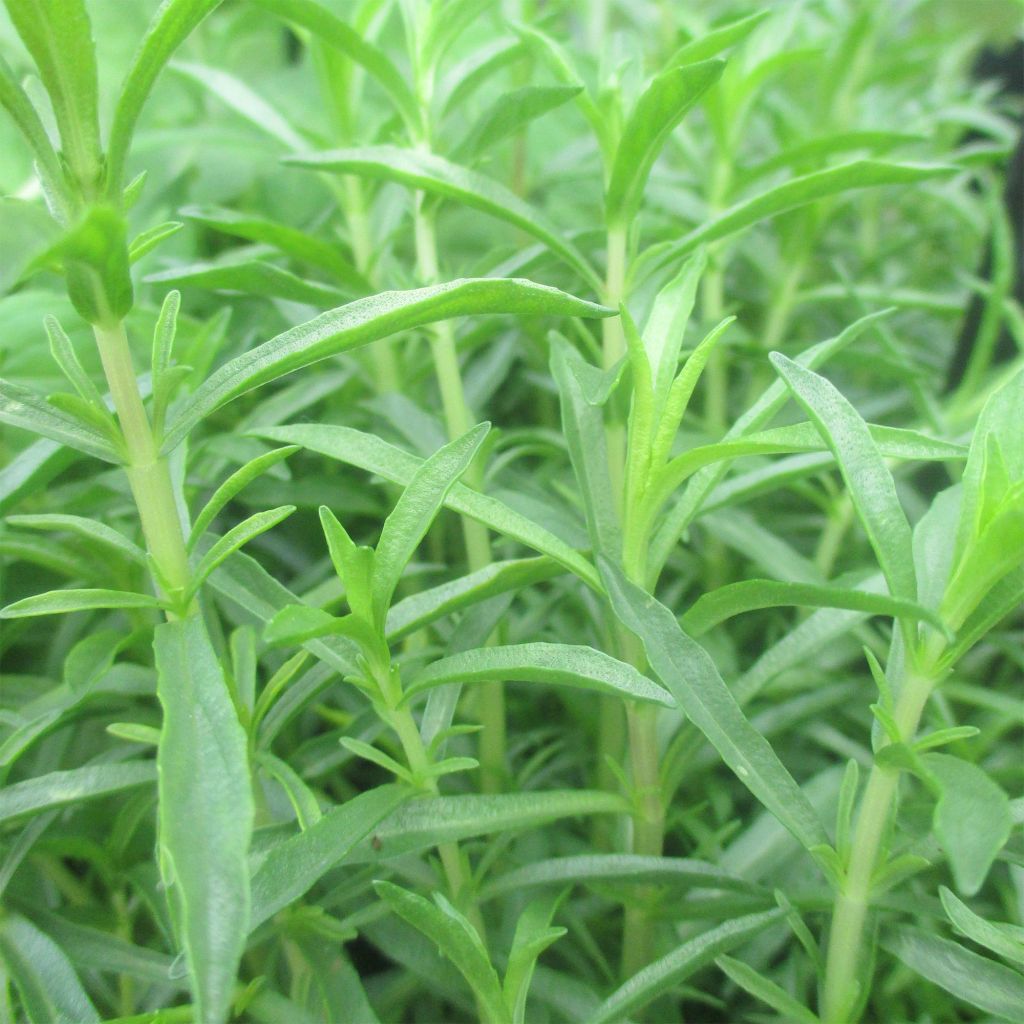 Menthe des cerfs
