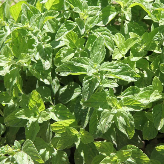 Menthe glaciale