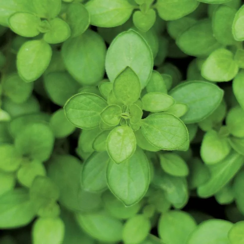 Origan Hot & Spicy