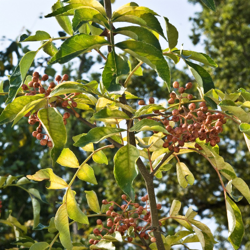 Poivrier de Sichuan