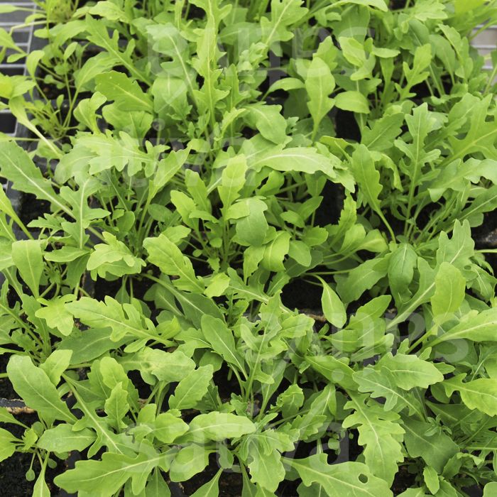 Roquette vivace