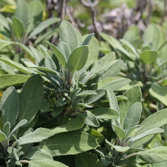 Sauge officinale