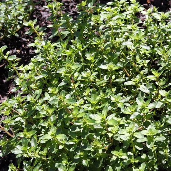 Thym citron