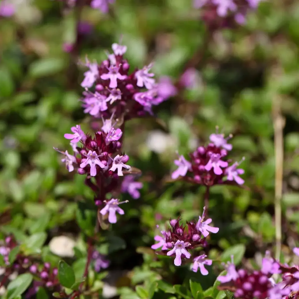 Thym Précoce des Arctiques