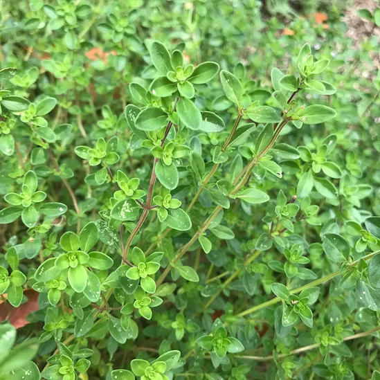 Thym Serpolet