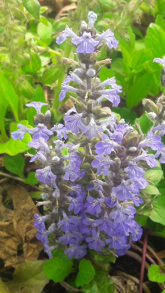 Bugle rampant