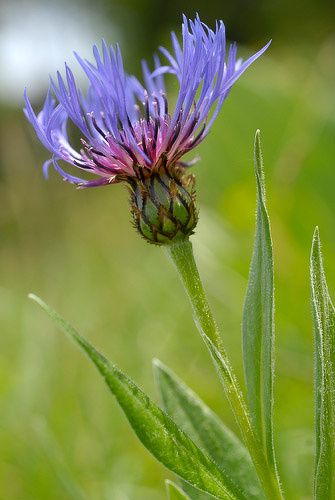 Centaurée bleue