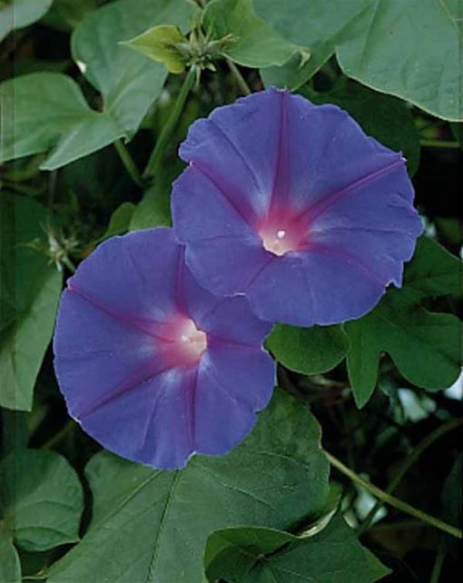 Ipomée à fleurs bleues