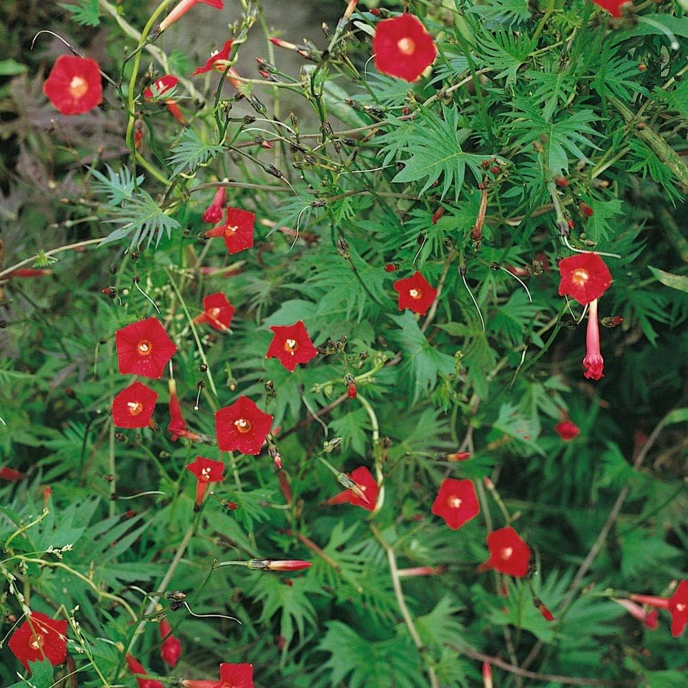 Ipomée Rouge Cardinale