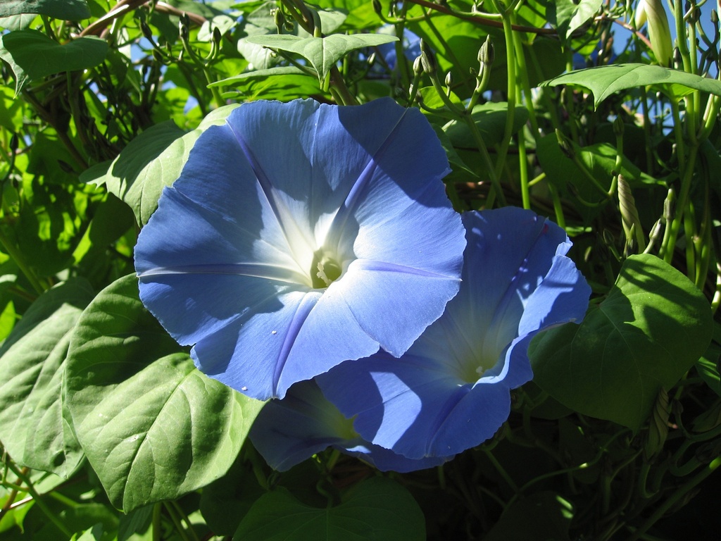 Ipomée tricolore