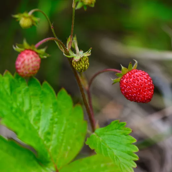 Fraise des bois 4 saisons par 5