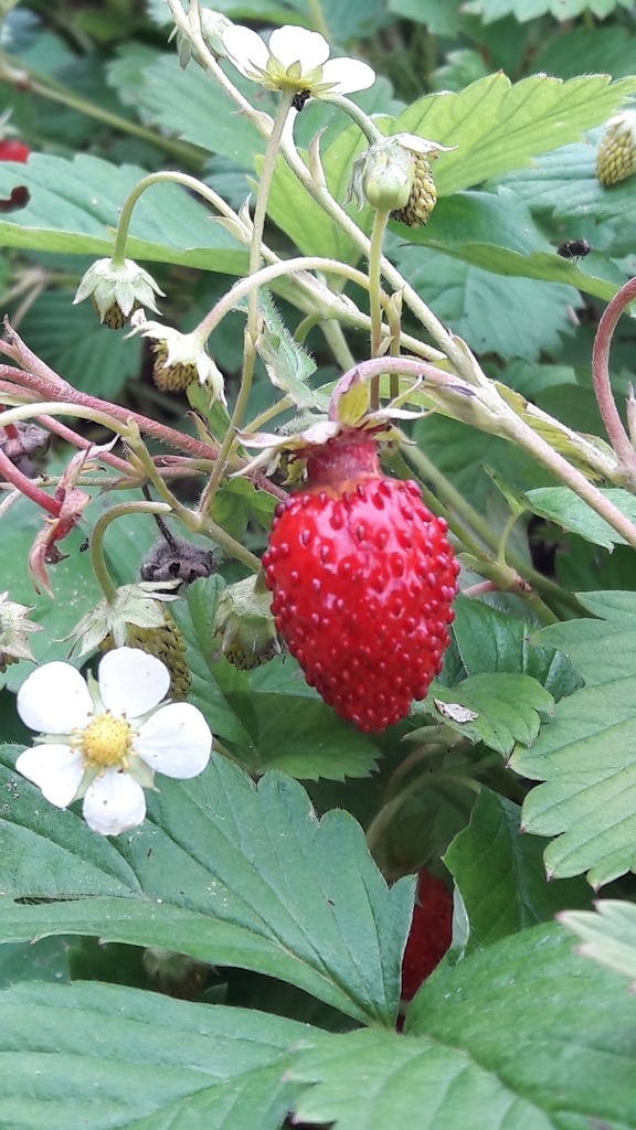Fraise des Bois d’Alexandrie par 5
