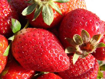 Fraisier Cigaline par 5