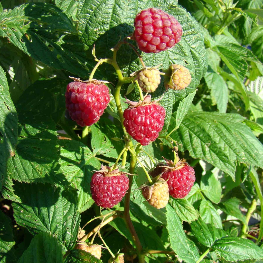 Framboisier Rouge Héritage
