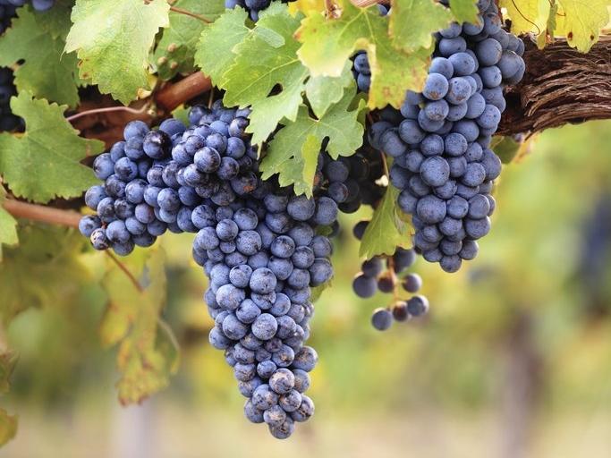 Vigne Muscat Noir