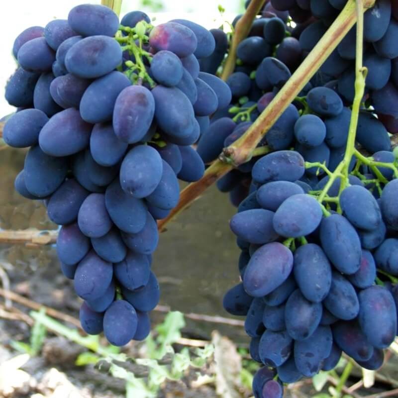 Vigne résistante Galanth