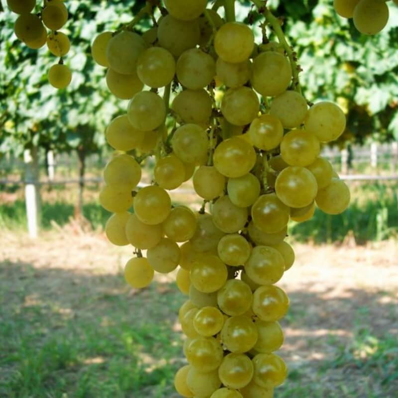 Vigne résistante Goldlife muscat