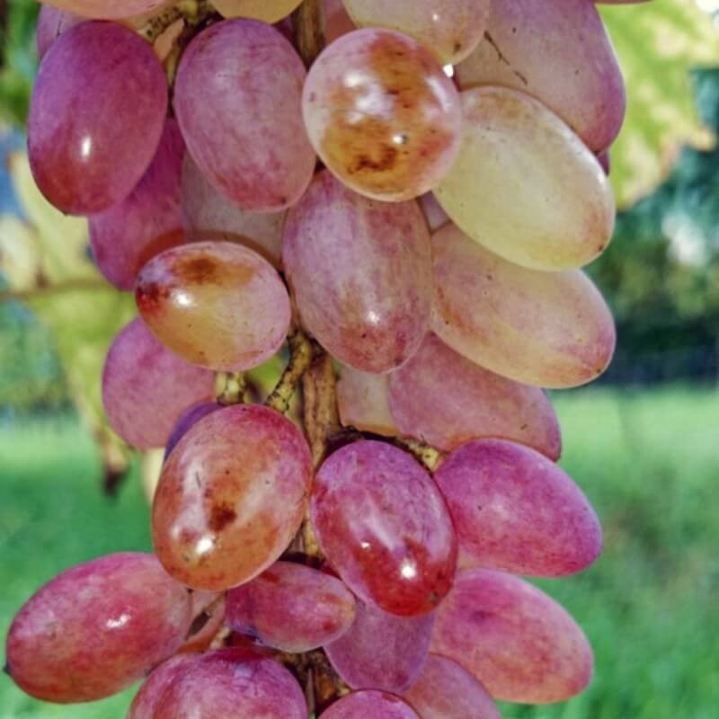 Vigne résistante Miss rosé