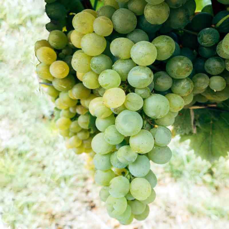 Vigne résistante Perdin Blanc