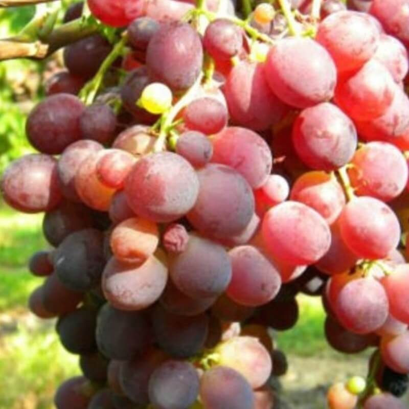 Vigne résistante Zémira