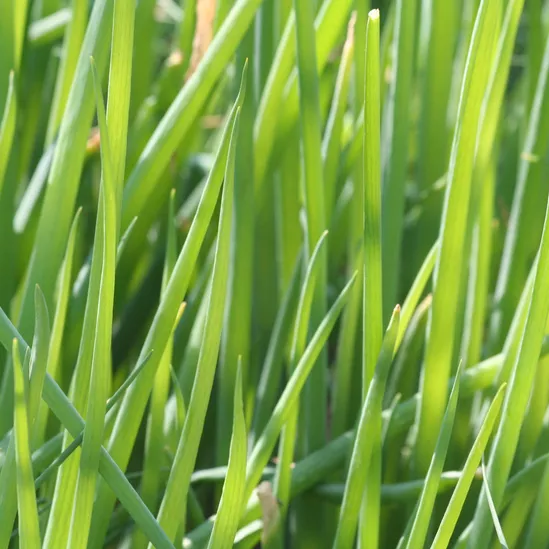 Ciboule Evergreen Nebuca