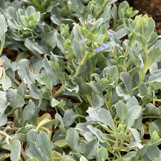 Plante à huître