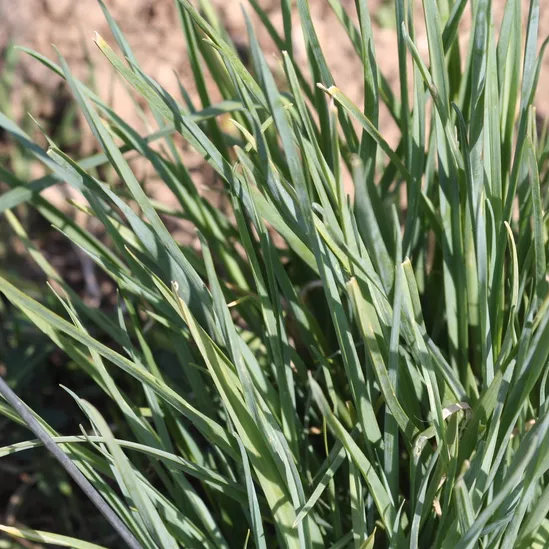 Poireau perpétuel des vignes