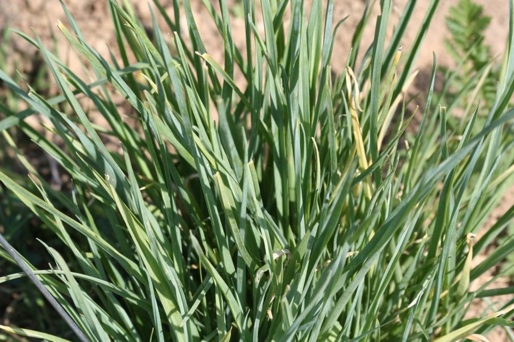 Poireau perpétuel des vignes par 6
