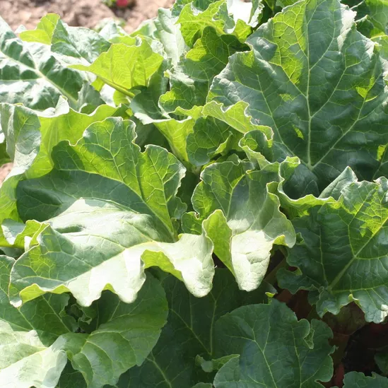 Rhubarbe Glaskins