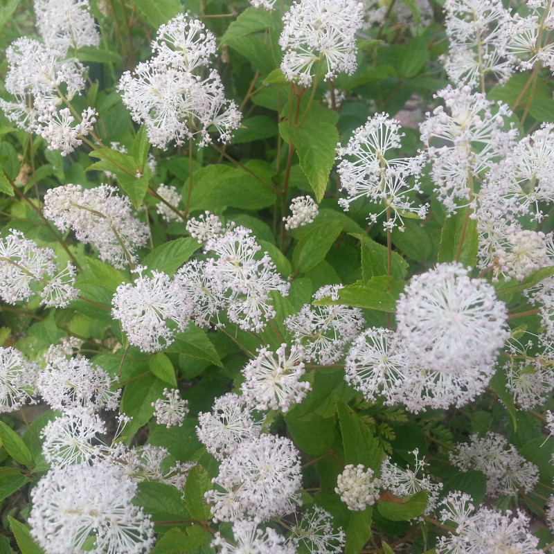 Céanothe d’Amérique