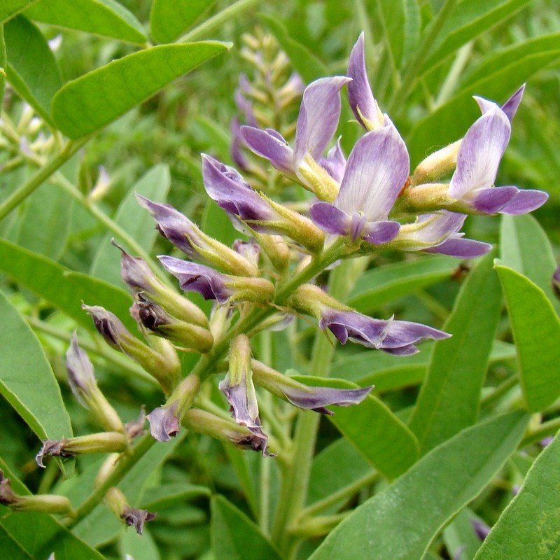 Réglisse officinale