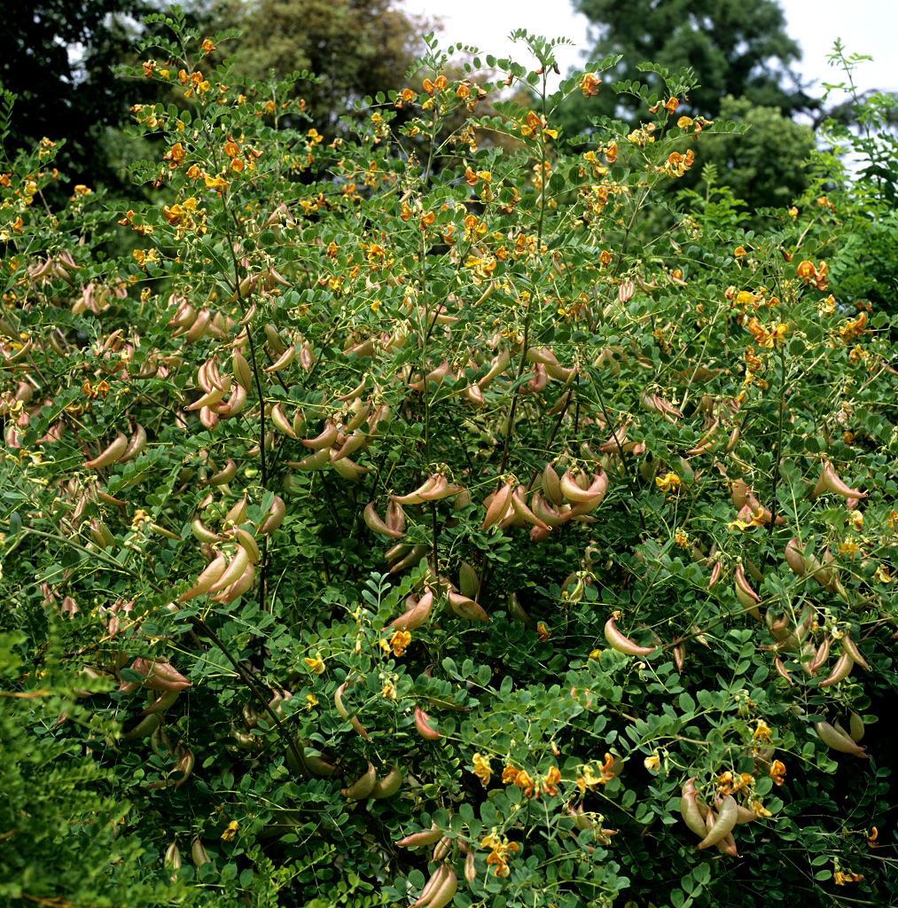 Baguenaudier
