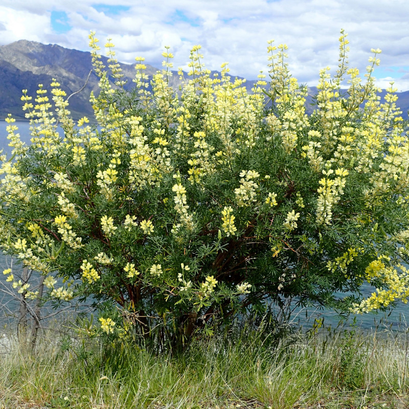 Lupin arbustif