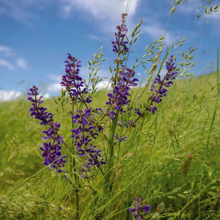 Sauge des prés