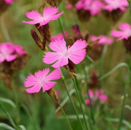 Oeillet des Chartreux