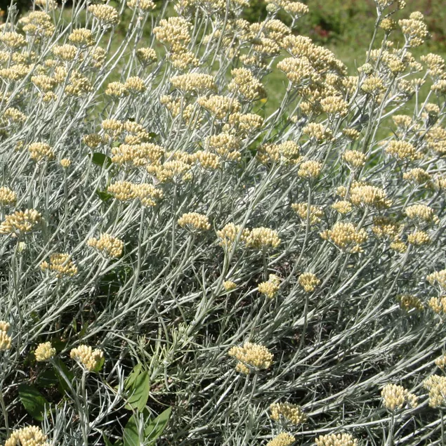 Helichryse – Plante à curry