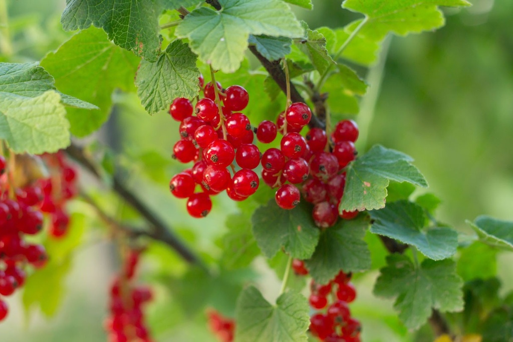 Groseiller rouge