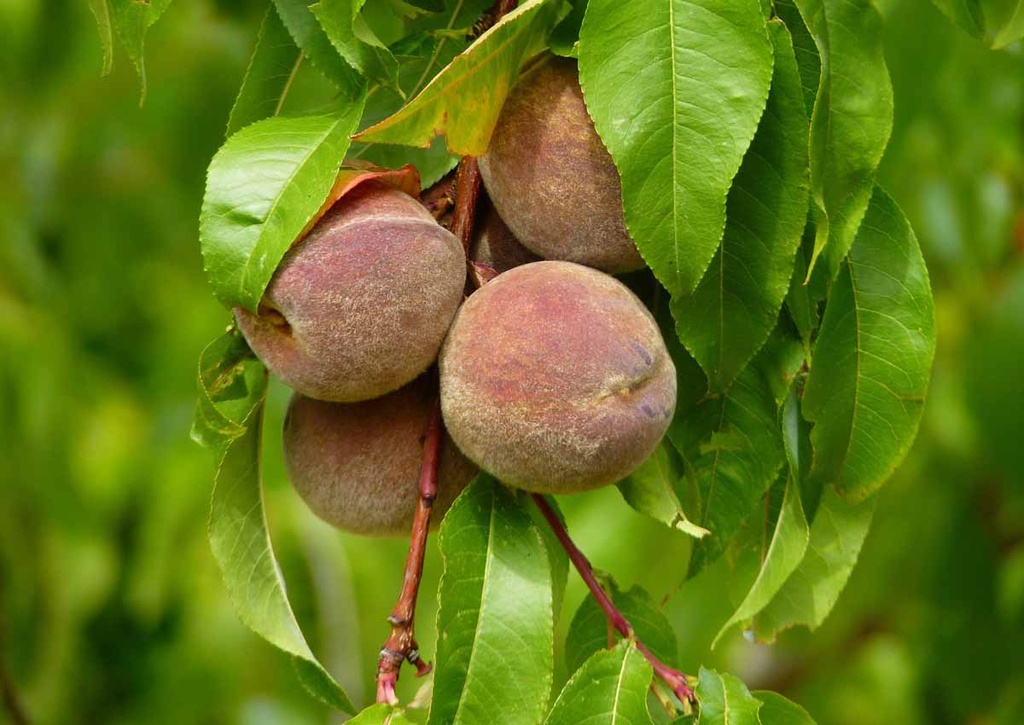 Pêcher de vigne Rouge