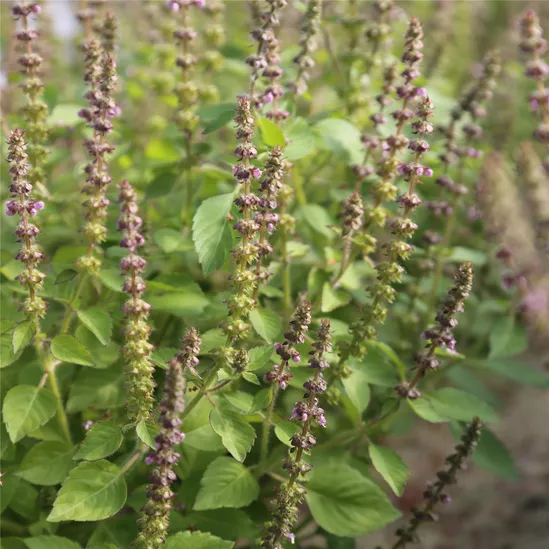 Basilic sacré Tulsi