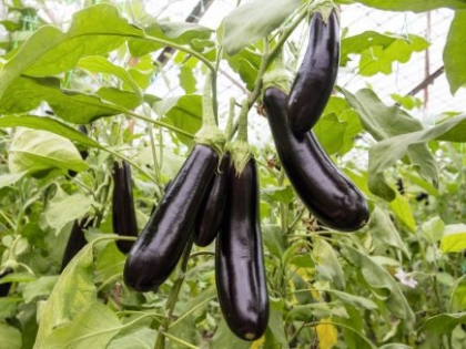 Aubergine Violette de Barbentane