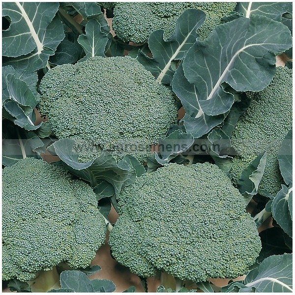 Chou Brocoli par 6