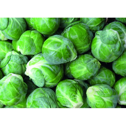 Chou de Bruxelles par 6