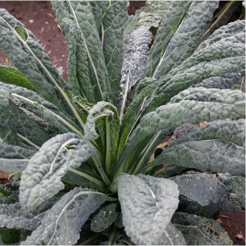 Chou Kale