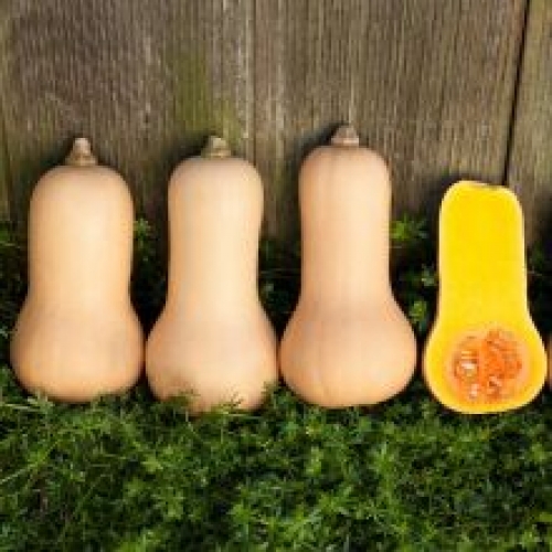 Courge Butternut