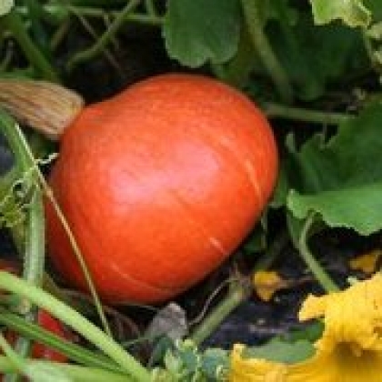 Courge Potimarron Red Kuri