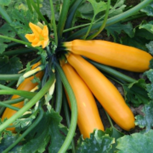 Courgette Jaune Gold Rush