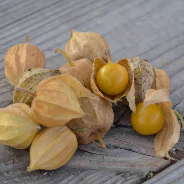 Physalis Coqueret de Pérou
